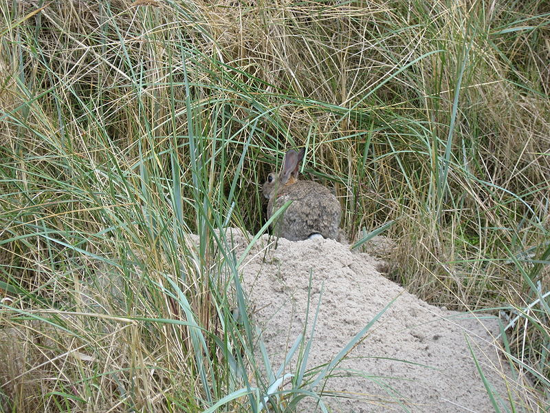 Grüner Brink auf Fehmarn Fehmarn Grüner Brink