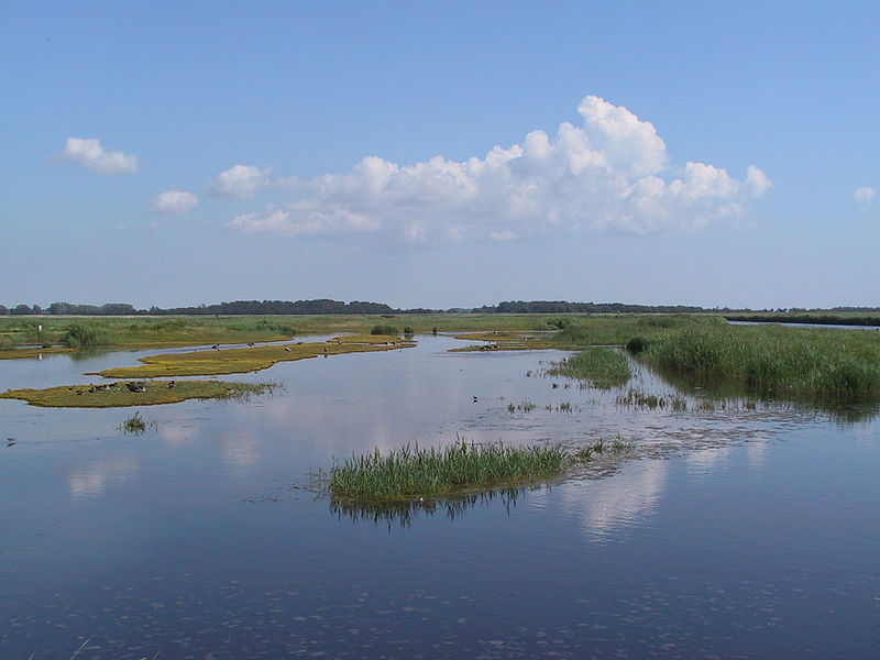 Fehmarn Vogelreservat Wallnau